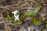 Harper's buttonweed